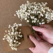 60/100 piezas de mini manojos blancos de flores del heno del bebé - Hierba pampas seca, para arreglos DIY, tarjetas de felicitación, decoración de bodas y fiestas, regalos del Día de San Valentín, cumpleaños, graduación, decoración de otoño