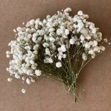 60/100 piezas de mini manojos blancos de flores del heno del bebé - Hierba pampas seca, para arreglos DIY, tarjetas de felicitación, decoración de bodas y fiestas, regalos del Día de San Valentín, cumpleaños, graduación, decoración de otoño