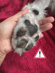 Hidratante para patinhas do cachorros e gatos - Bege - Visão 3