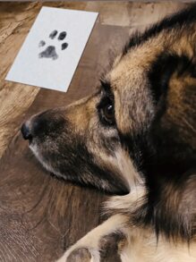 1入組創意寵物狗狗貓咪足印相框,適用於寵物重要里程碑紀念活動例如出生、滿月、周歲,可當作寵物紀念品 - 黑色 - 查看 4