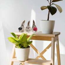 Set de 3 piezas Adorno de plumas con pájaros gorrión simulados (tipo de pinza) - Multicolor - Ver 4