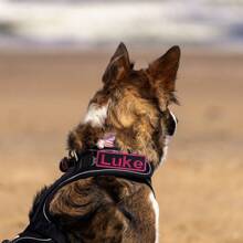 1 Custom Embroidered Dog Name Patch, 3x1 Inch Personalized Pet Vest And Backpack ID Tag, Polyester With Buckle Design For Dogs, Backpack Accessories, Clothing Patches - Multicolor - View 7