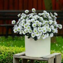 1/3/6pcs Romantic Premium Artificial Daisy Flowers Centerpieces Plastic Flowers Silk Bouquet For Wedding Room Home Hotel Party Event New Years Gifts Handheld Flower Arrangement For Valentine's Day Wedding/Home/Bedroom/Living Room/Table Decoration/Bride's Bouquet/Outdoor Garden Birthday Graduation,Fall Decor,Autumn - Multicolor - View 5