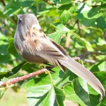 Set de 3 piezas Adorno de plumas con pájaros gorrión simulados (tipo de pinza) - Multicolor - Ver 2