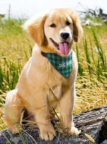 Personalized Dog Leash With Customized Embroidered Name, Gingham Bib Scarf, Adjustable Triangle Scarf Clip, Pet Scarf