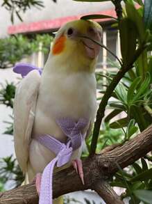 1 件装鹦鹉背带可调节宠物鸟背带牵引绳户外飞行训练绳牵引绳防咬弹性带适用于鹦鹉凤头鹦鹉金刚鹦鹉 - 彩色 - 查看 5