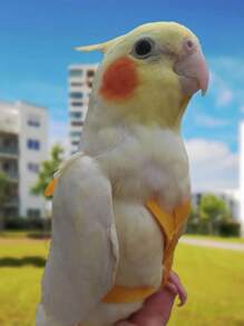 1 件装鹦鹉背带可调节宠物鸟背带牵引绳户外飞行训练绳牵引绳防咬弹性带适用于鹦鹉凤头鹦鹉金刚鹦鹉 - 彩色 - 查看 4