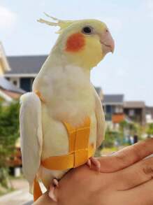 1 件装鹦鹉背带可调节宠物鸟背带牵引绳户外飞行训练绳牵引绳防咬弹性带适用于鹦鹉凤头鹦鹉金刚鹦鹉 - 彩色 - 查看 3