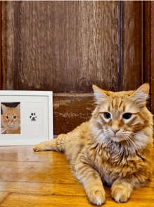 1入組創意寵物狗狗貓咪足印相框,適用於寵物重要里程碑紀念活動例如出生、滿月、周歲,可當作寵物紀念品 - 黑色 - 查看 3