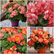 Begonia Seeds For Home Garden Planting - 100Pcs Seeds - View 4