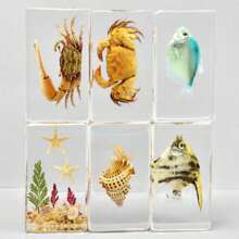 1 Pc Oversized 7.3cm Large Marine Ocean Creature Resin Specimen, Includes Fish, Turtle, Crab And Other Land/Air Insects, Transparent Preserved Collectible Display Model, Minimalist Home Decor - Multicolor - View 13