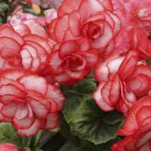 Begonia Seeds For Home Garden Planting - 100Pcs Seeds - View 3