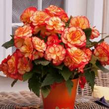 Begonia Seeds For Home Garden Planting - 100Pcs Seeds - View 2