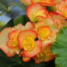 Begonia Seeds For Home Garden Planting - 100Pcs Seeds - View 1