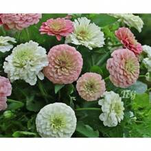 Blushing Bride Pastel Zinnia Flower Seeds - 100 PCS - View 2