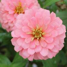Blushing Bride Pastel Zinnia Flower Seeds - 100 PCS - View 5