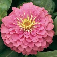 Blushing Bride Pastel Zinnia Flower Seeds - 100 PCS - View 9