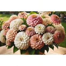 Blushing Bride Pastel Zinnia Flower Seeds - 100 PCS - View 1