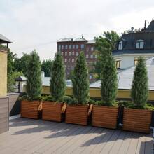 Danolapsi 2PCS 3/5FT Artificial Cedar Topiary Trees Artificial Topiary Boxwood Tree Faux Shrub UV Protection Outdoors Potted Fake Cypress Trees Faux Realistic Evergreen Plants For Home Porch Decor - 2 chiếc 3Ft - Xem 5