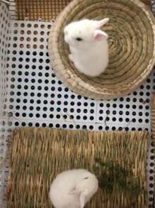 1/5 件装兔子脚垫防咬脚垫兔笼脚垫可漏水孔适用于猫/狗/荷兰猪 - 彩色 - 查看 4