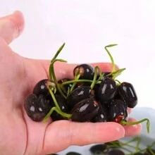 30/60/90x Seeds Lotus Mix Flower Seed Hand Picked Aquatic Plants Water Garden UK NEW And 2L Hand Held Pump Spray Bottle - Multicolor - View 3