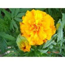Recommend 250 AFRICAN MARIGOLD CRACKERJACK Mixed Color Tagetes Erecta Flower Seeds Flat Shipping - Variant1 - View 6