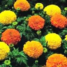 Recommend 250 AFRICAN MARIGOLD CRACKERJACK Mixed Color Tagetes Erecta Flower Seeds Flat Shipping - Variant1 - View 1