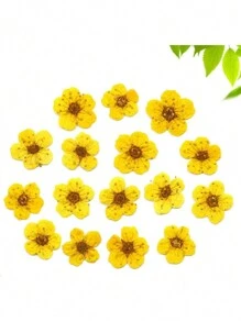 Mini Box Of Narcissus Flowers, Natural Dried Flowers, Preserved Flower Slices, For Decoration, Photography, And Candles. - Yellow - View 3