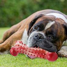 1pc Pet Toy Rubber Chew Toothbrush Resistant Dog Teething Stick Simulated Dog Bone Toy - Multicolor - View 6