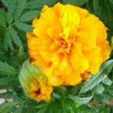 Recommend 250 AFRICAN MARIGOLD CRACKERJACK Mixed Color Tagetes Erecta Flower Seeds Flat Shipping - Variant1 - View 11