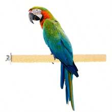 Colorful Parrot Standing Stick  Bird Claw Stick -Friendly Creative Reusable Durable Funny Portable Cage Dration