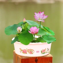 30/60/90x Seeds Lotus Mix Flower Seed Hand Picked Aquatic Plants Water Garden UK NEW And 2L Hand Held Pump Spray Bottle - Multicolor - View 2