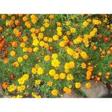 Recommend 250 AFRICAN MARIGOLD CRACKERJACK Mixed Color Tagetes Erecta Flower Seeds Flat Shipping - Variant1 - View 3