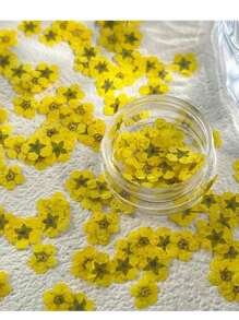 Mini Box Of Narcissus Flowers, Natural Dried Flowers, Preserved Flower Slices, For Decoration, Photography, And Candles. - Yellow - View 1