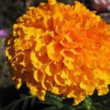 Recommend 250 AFRICAN MARIGOLD CRACKERJACK Mixed Color Tagetes Erecta Flower Seeds Flat Shipping - Variant1 - View 10