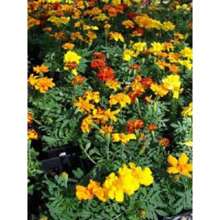 Recommend 250 AFRICAN MARIGOLD CRACKERJACK Mixed Color Tagetes Erecta Flower Seeds Flat Shipping - Variant1 - View 4