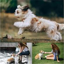 1 szt. antypoślizgowy latający dysk dla psa - silikonowa zabawka dla psa, która nie gryzie, interaktywne, zabawne akcesoria dla psów do szkolenia szczeniąt, zabawki do gryzienia, puzzle dla zwierząt - Wielokolorowe - Zobacz 10