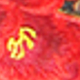 芙蓉花印花