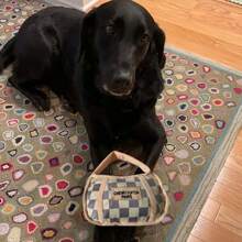 1 件格子图案宠物毛绒玩具，带手提袋，咀嚼玩具带声音效果，宠物的好伴侣 - 彩色 - 查看 7