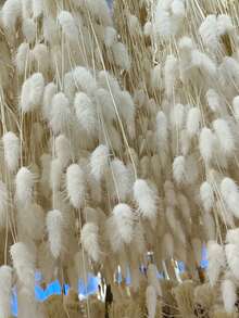 50pcs Simulation Reed Rabbit Tail Flower Cattail Dried Artificial Flower Plant Decoration Garden Living Room,Home Decoration, Room Decoration, Bedroom Decoration, Party Decoration, Wedding Deco