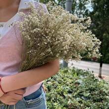 100g Natural Gypsophila Bouquet - Bohemian Style Gypsophila Flowers, Suitable For Home Decor, Christmas, Thanksgiving, Valentine's Day, Graduation Ceremony Table Centerpiece Gifts Birthday