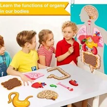 人体器官毛毡学习玩具 - 解剖学学习辅助教程，适用于课堂和家庭科学教育玩具 - 毛氈科教玩具 - 查看 5