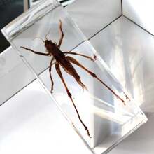 1 件大型盒装昆虫标本套装，包括真正的 8 条腿巨型蜘蛛、蝗虫、竹节虫、螳螂、甲虫、螃蟹、千足虫和巨型蝎子树脂水晶工艺品，50 多个永久保存的巨型蜈蚣有毒动物模型