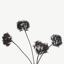 6 件哥特式黑色人造蒲公英茎，带逼真叶子 - 多用途装饰，适合葬礼、派对、居家和所有节日场合 - 非常适合情人节、父亲节、母亲节、毕业典礼、六月、七月四日、哥特风格