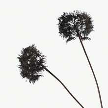6 件哥特式黑色人造蒲公英茎，带逼真叶子 - 多用途装饰，适合葬礼、派对、居家和所有节日场合 - 非常适合情人节、父亲节、母亲节、毕业典礼、六月、七月四日、哥特风格