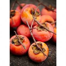 100 Seeds - American Persimmon Seed Old Hardy Tree Easy To Grow And Fast Growing Fruit Tree - 100 seeds - - View 3