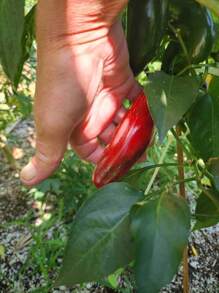 100+ Mammoth Jalapeno Hot Pepper Seeds  - Organic -- NON GMO - 1 - View 4