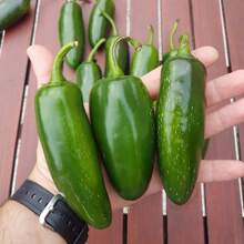 100+ Mammoth Jalapeno Hot Pepper Seeds  - Organic -- NON GMO - 1 - View 2