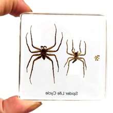 1pc Large Size (4.8cm/7.5cm) Transparent Spread Wings Butterfly, Spider, Butterfly, Giant Centipede Series Model. Insect Specimen, Permanent Preservation Animal Model Crafts, Real Nature Insect Butterfly Resin Specimen Bookend, Transparent Acrylic Square Plant And Animal Insect Model Decorative Craft (Crystal Crafts Are Fragile, Beware Of Bumps) - Multicolor - View 41