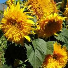 200pcs Sunflower Seeds - Non GMO, Open Pollination - 200 - View 3